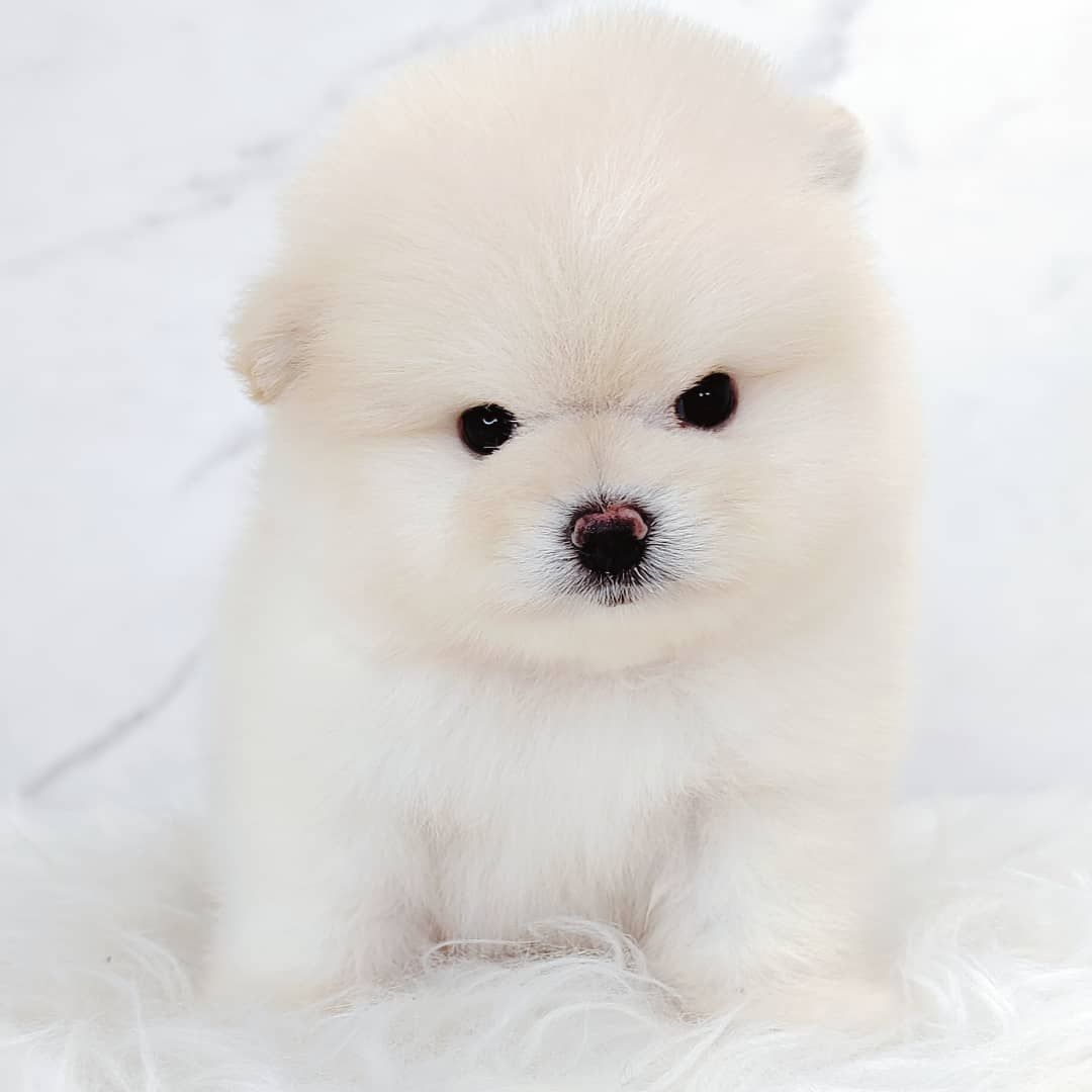 Pomeranian 博美