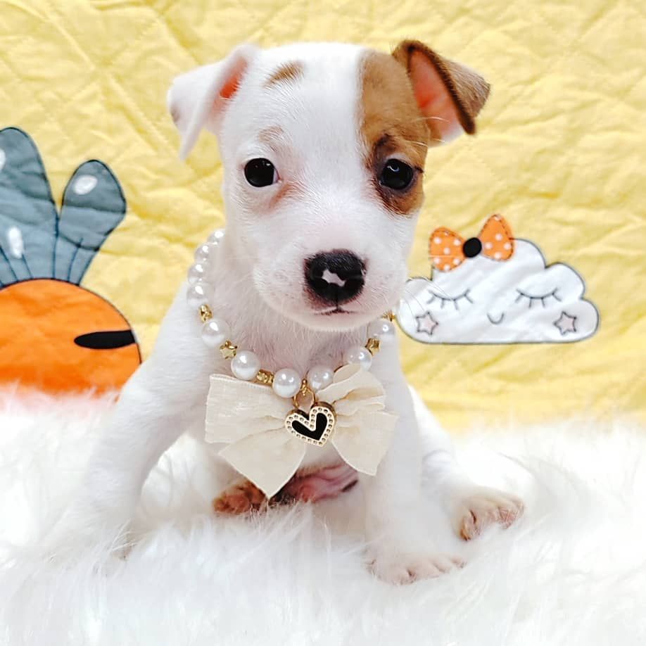 Jack Russell Terrier 杰克罗素梗