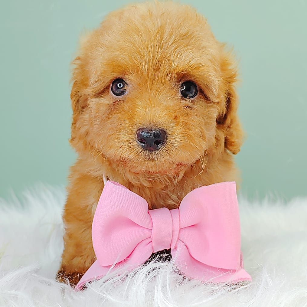 Maltipoo 马尔泰迪