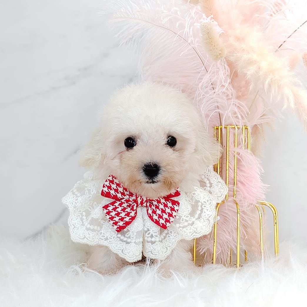 Maltipoo 马尔泰迪