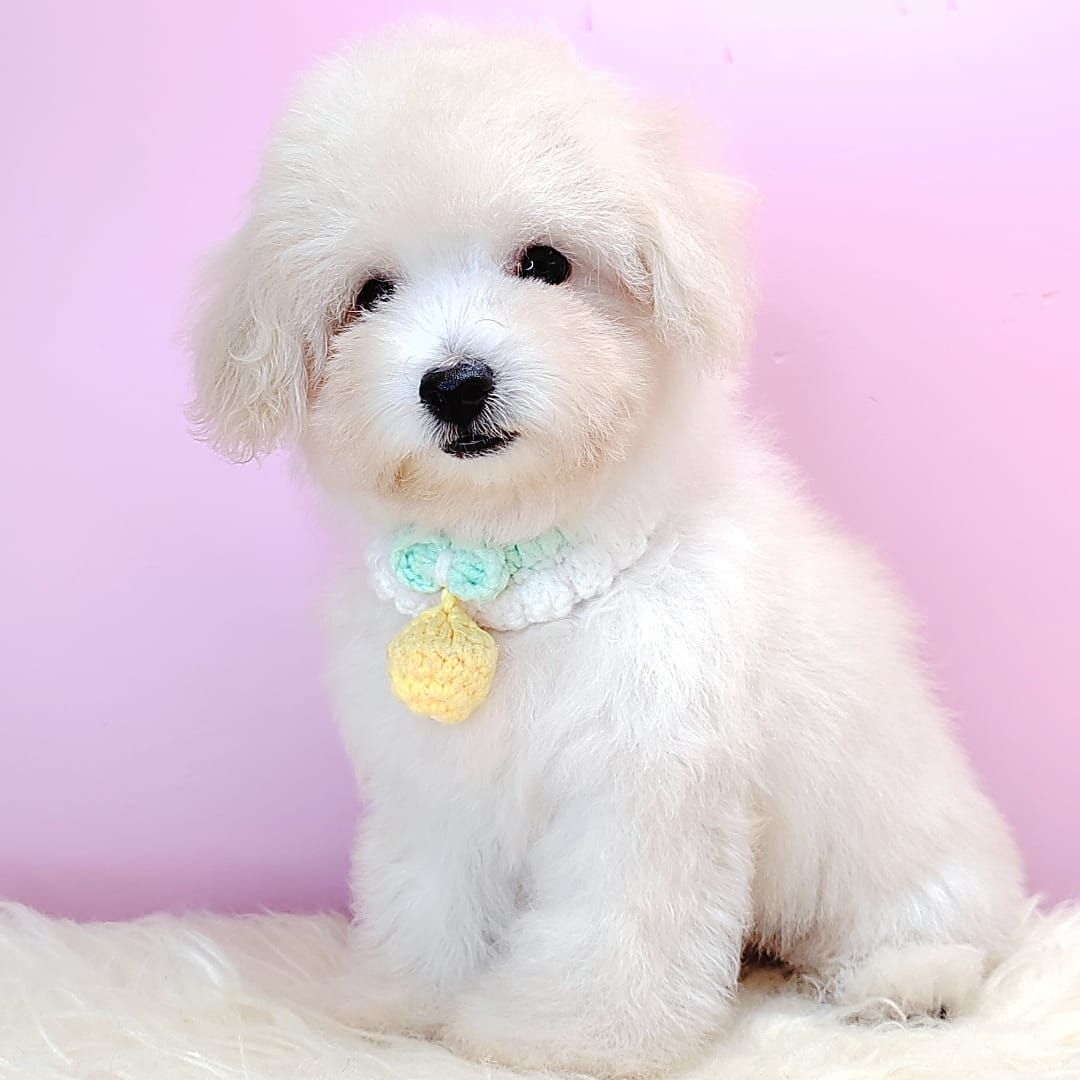Maltipoo 马尔泰迪
