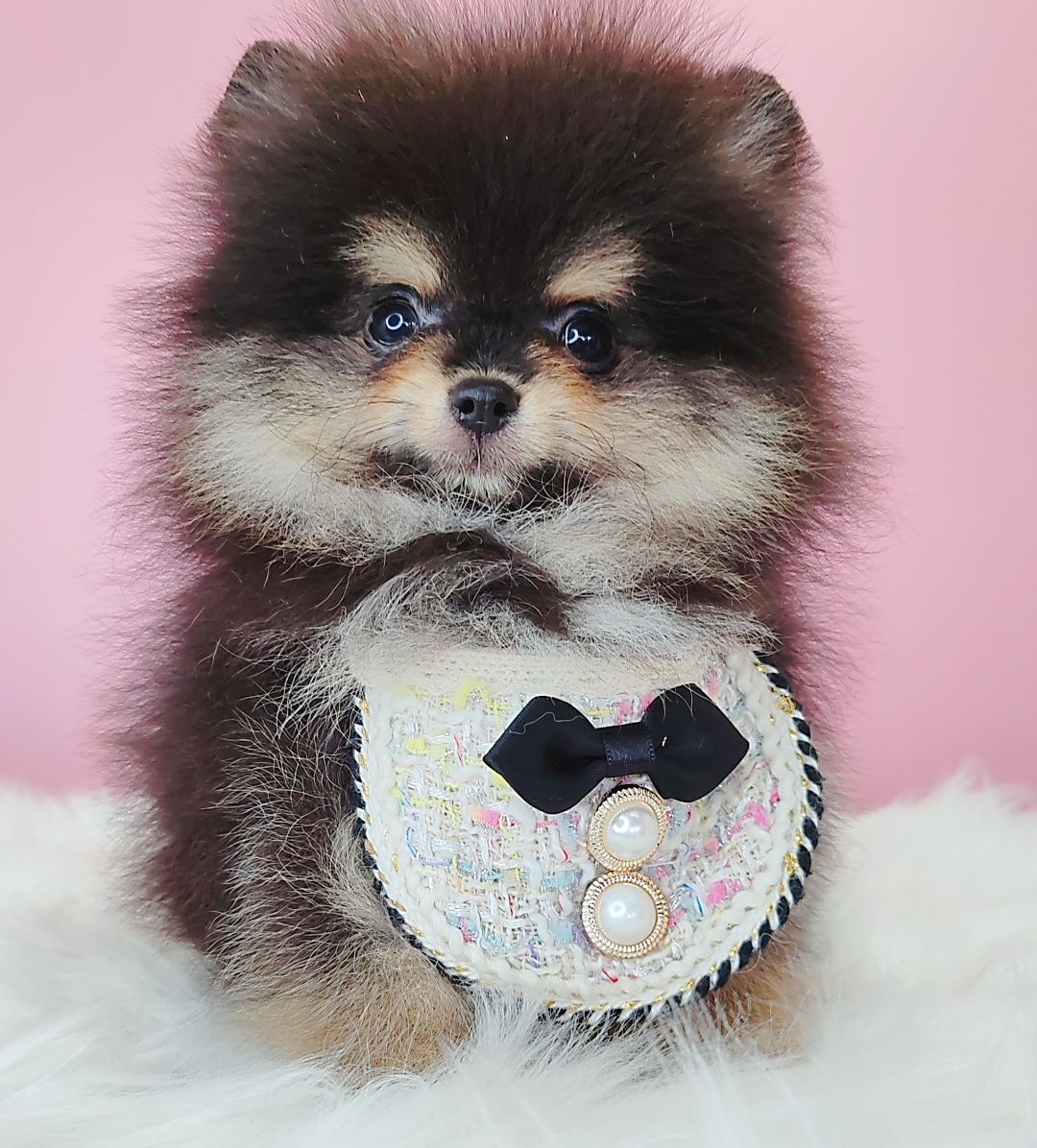 Pomeranian 博美