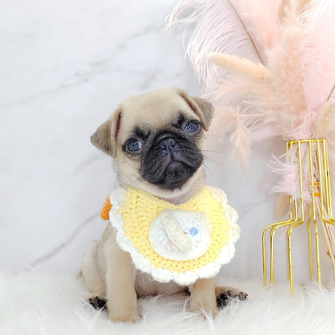 Pug 巴哥