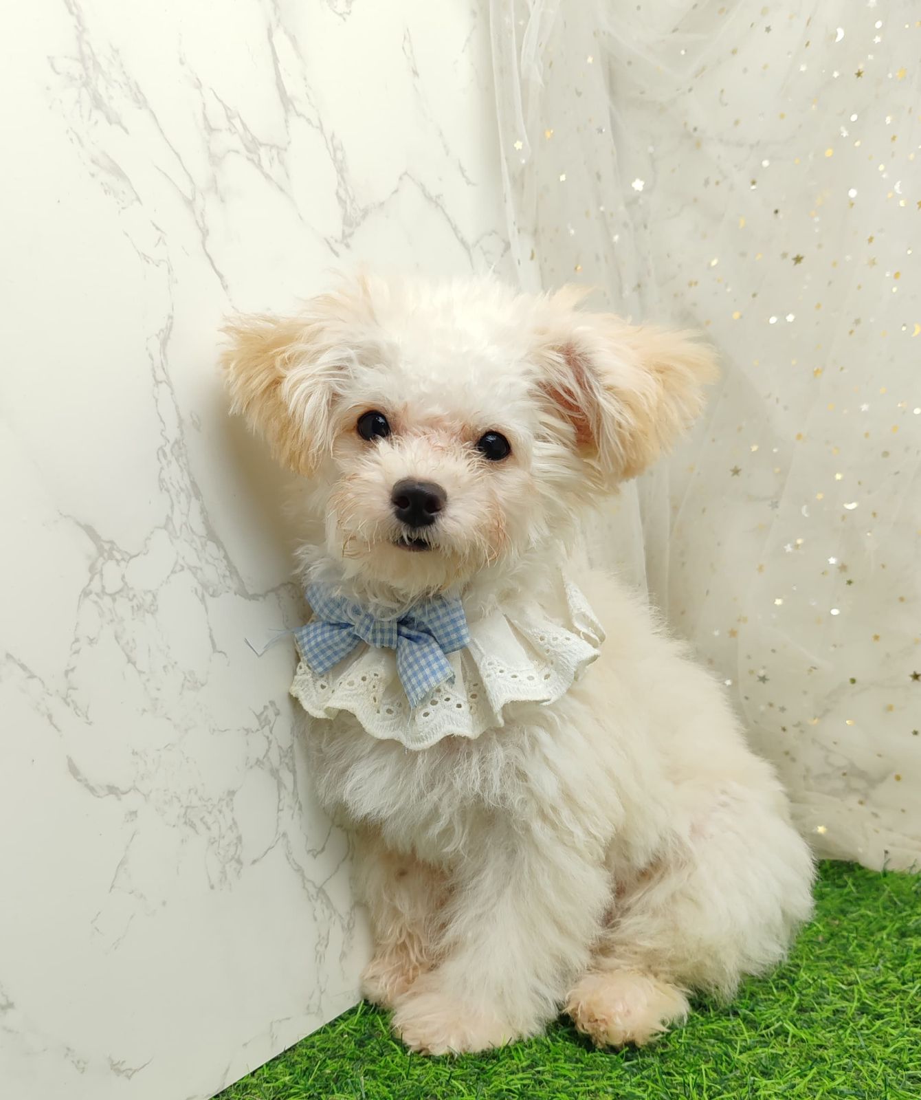 Poodle 娉拌开璐靛