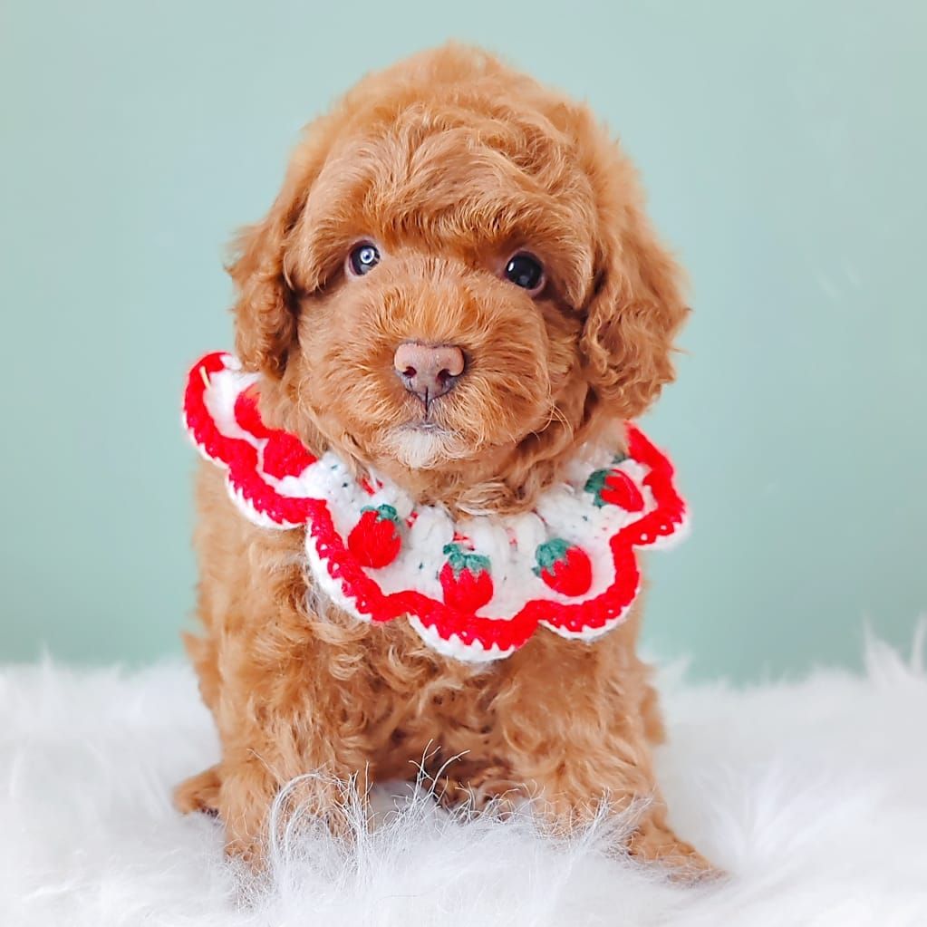 Poodle 娉拌开璐靛