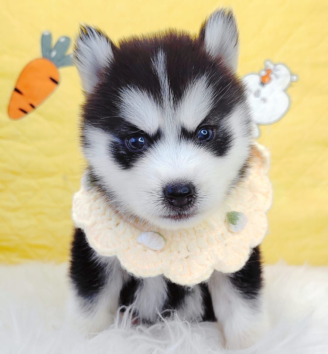 Pomsky 博士奇