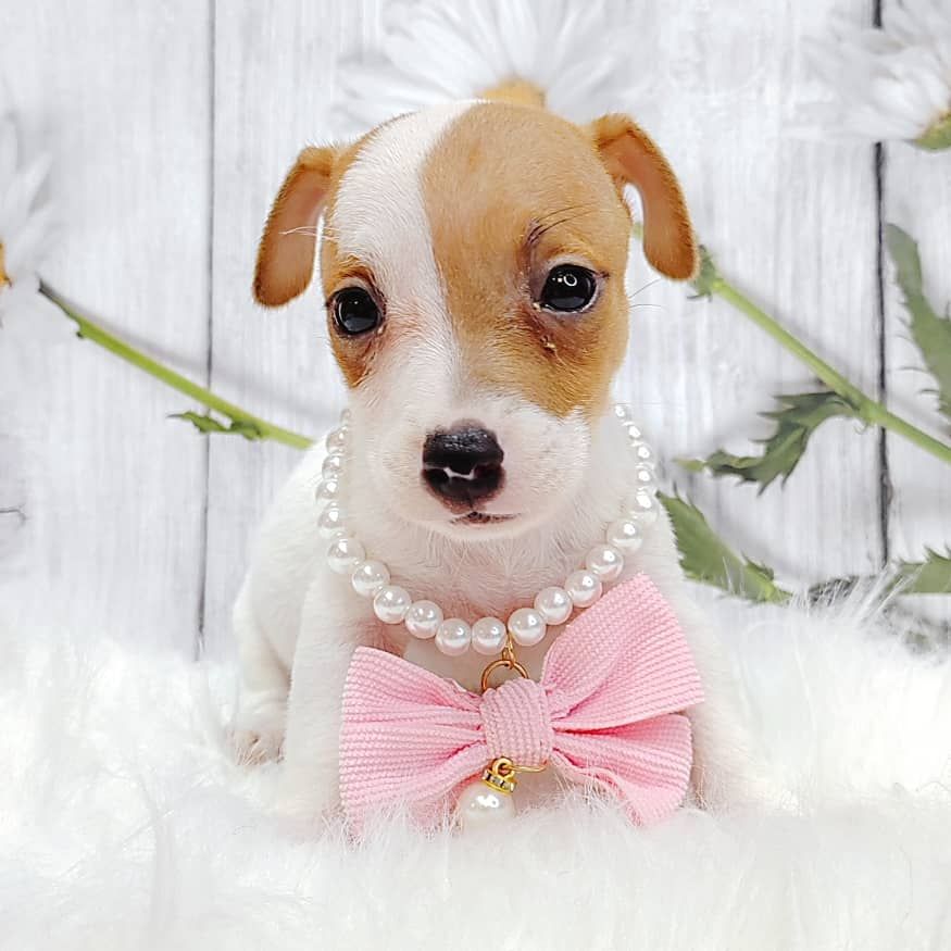 Jack Russell Terrier 杰克罗素梗