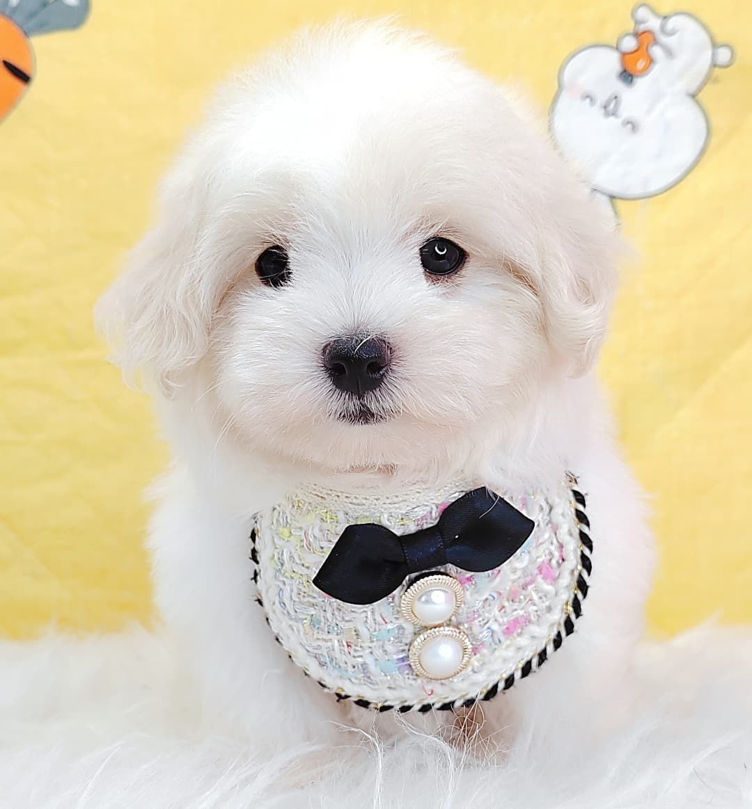 Maltipoo 马尔泰迪