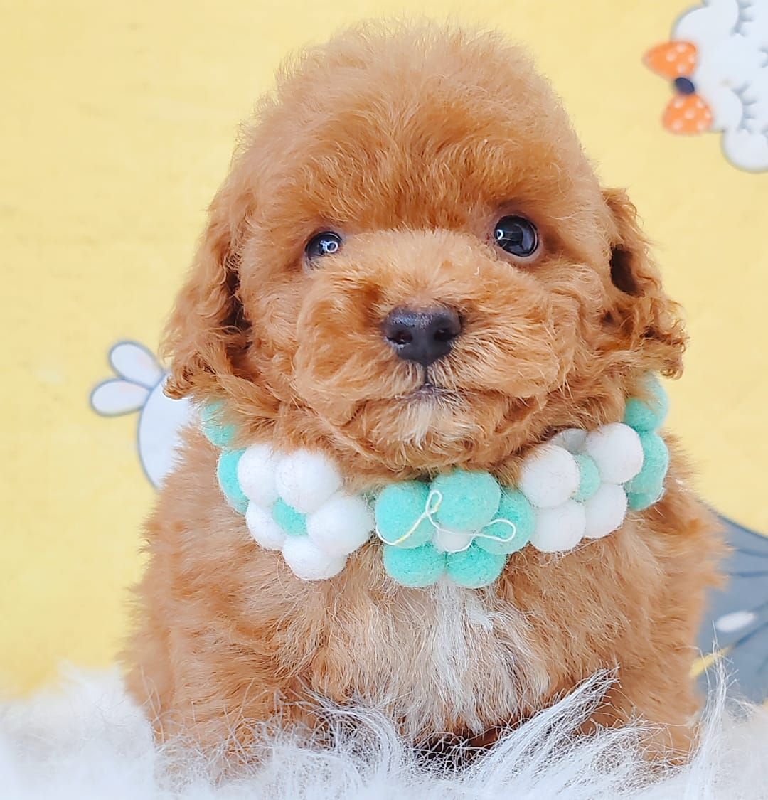 Poodle 娉拌开璐靛