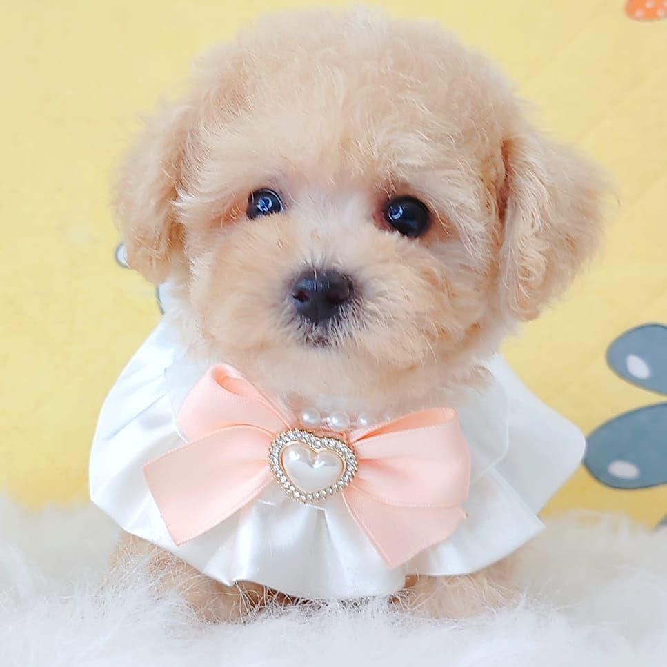 Poodle 娉拌开璐靛