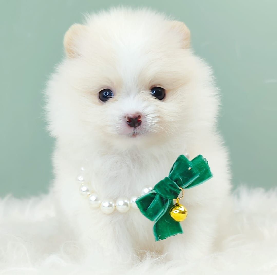 Pomeranian 博美
