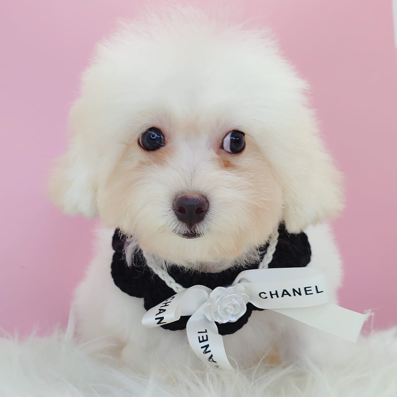 Poodle 娉拌开璐靛