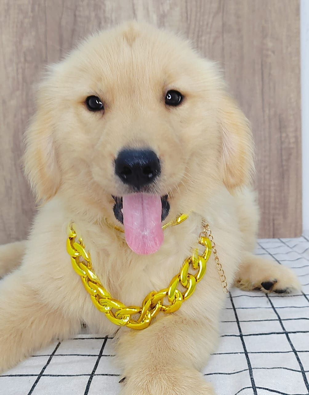 Golden Retriever 黄金猎犬