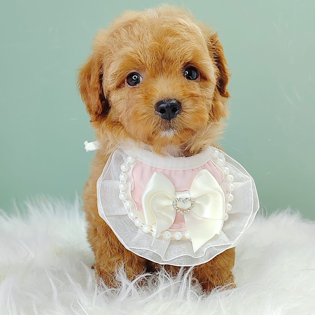 Poodle 娉拌开璐靛