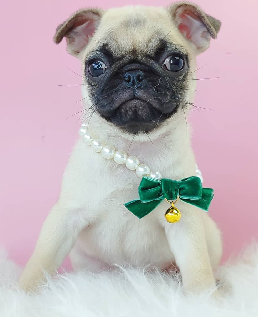 Pug 巴哥