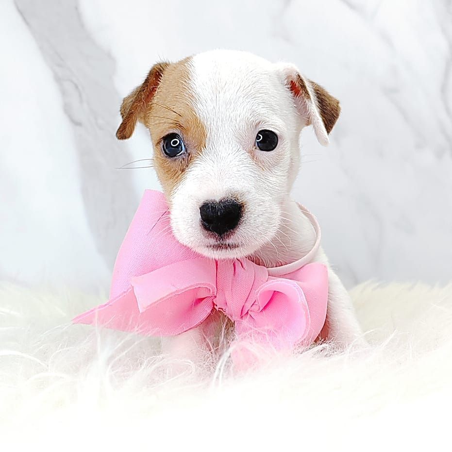 Jack Russell Terrier 杰克罗素梗