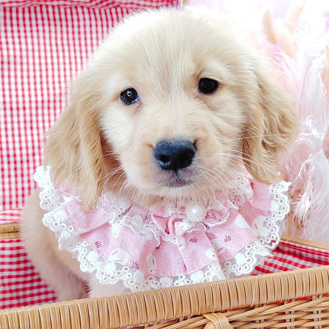 Golden Retriever 黄金猎犬