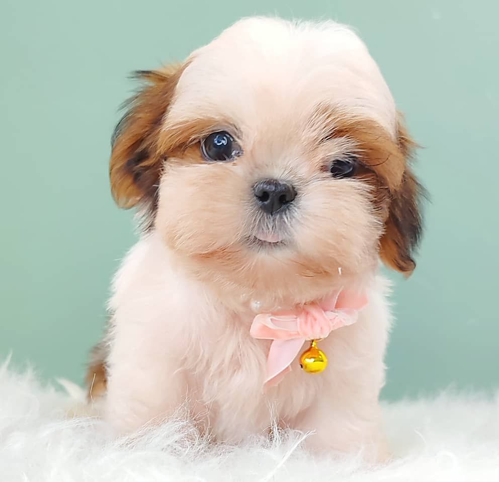 Shih Tzu 西施