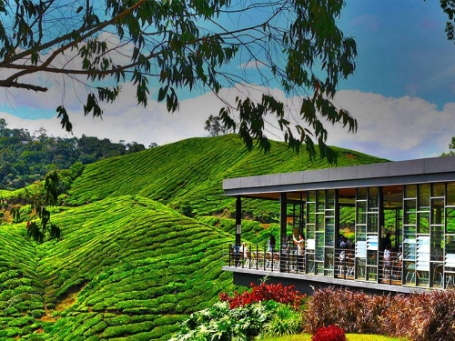 Cameron Highlands (2 Days 1 Night)