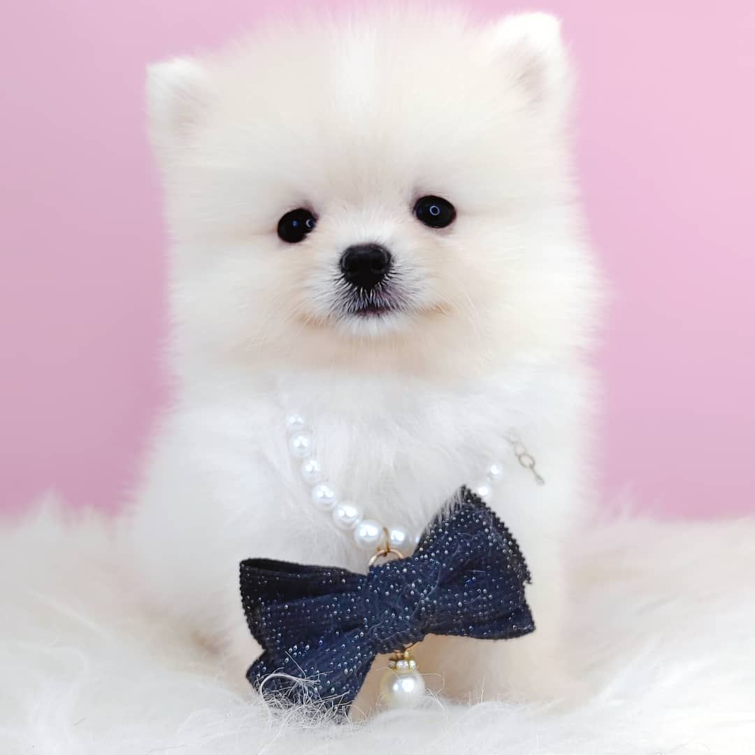 Pomeranian 博美