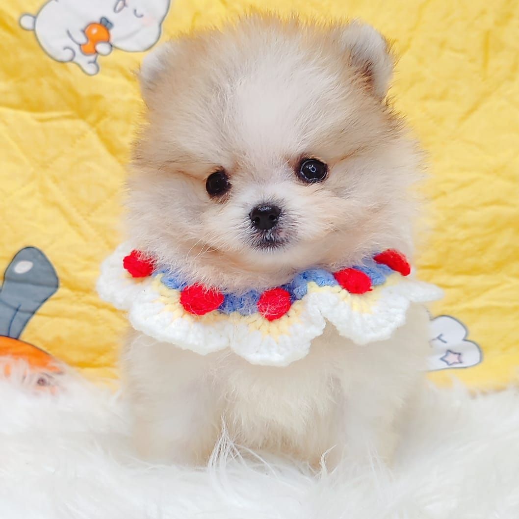Pomeranian 博美
