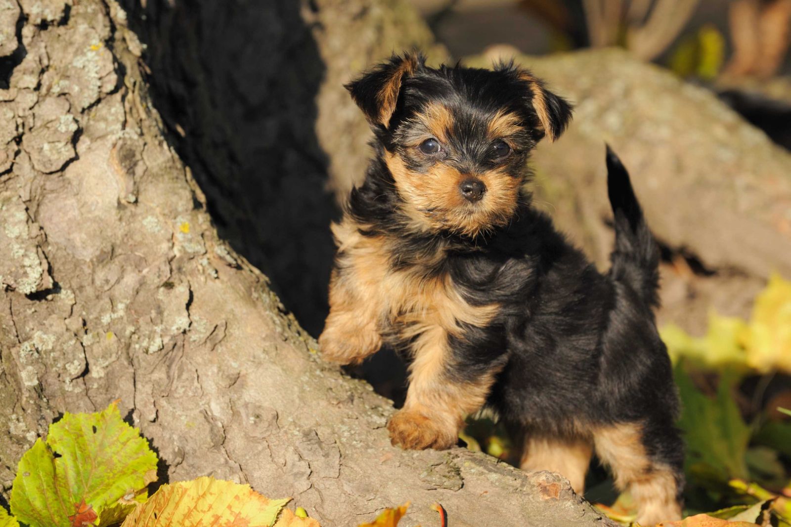 Yorkshire Terrier 约克夏