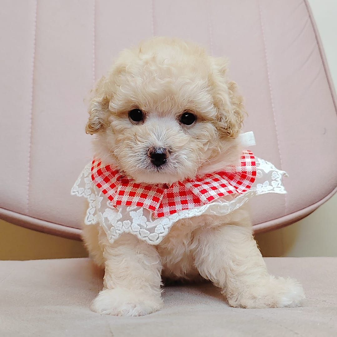 Poodle 娉拌开璐靛