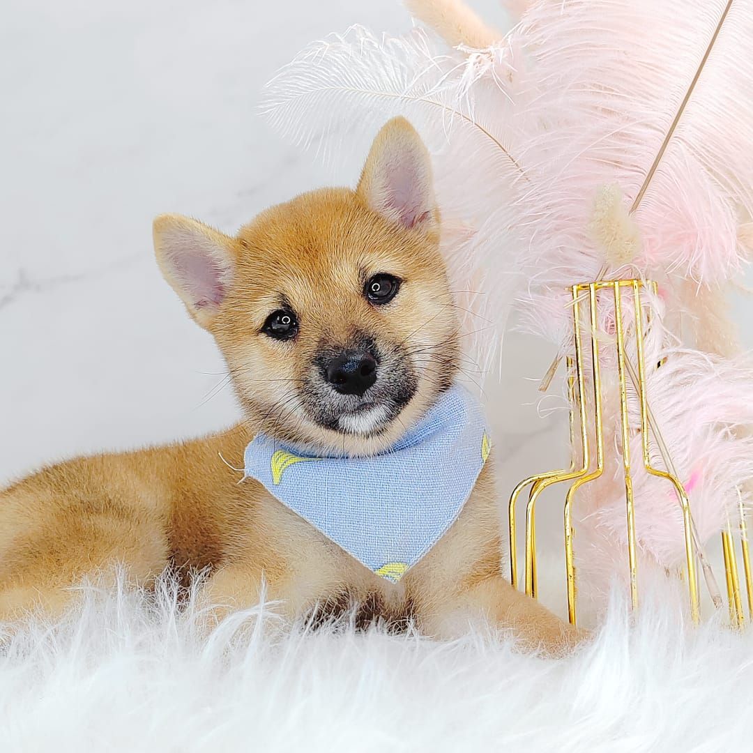 Shiba Inu 柴犬