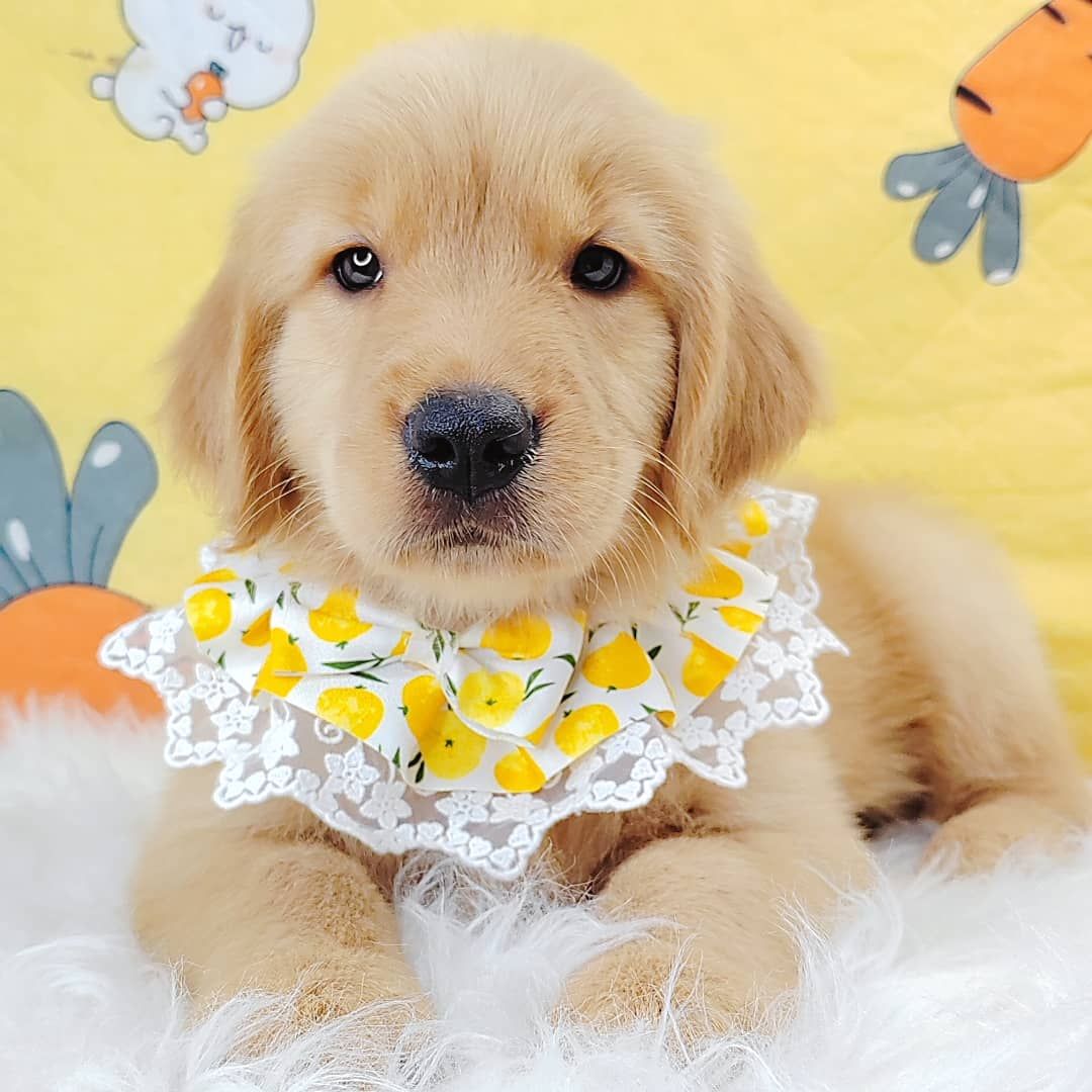Golden Retriever 黄金猎犬