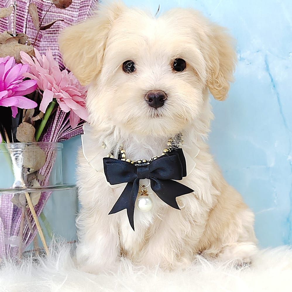 Maltipoo 马尔泰迪