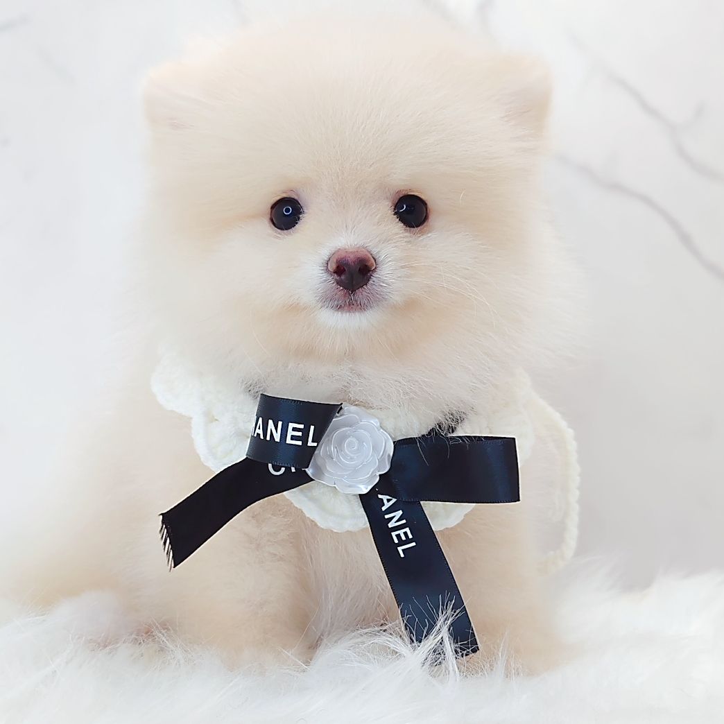 Pomeranian 博美