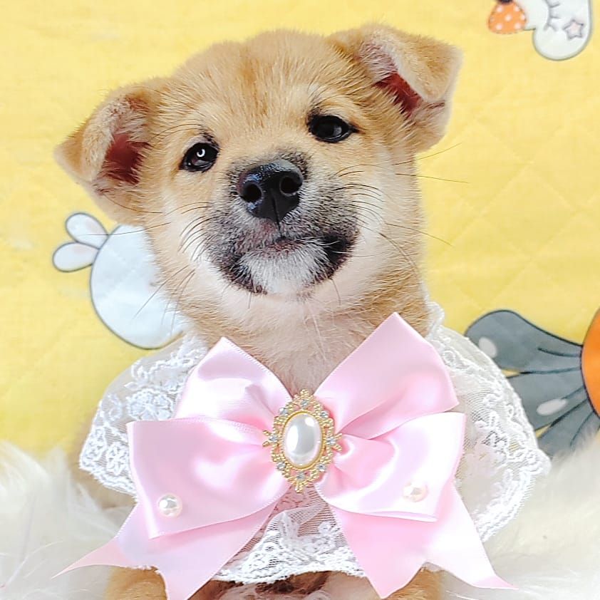 Shiba Inu 柴犬