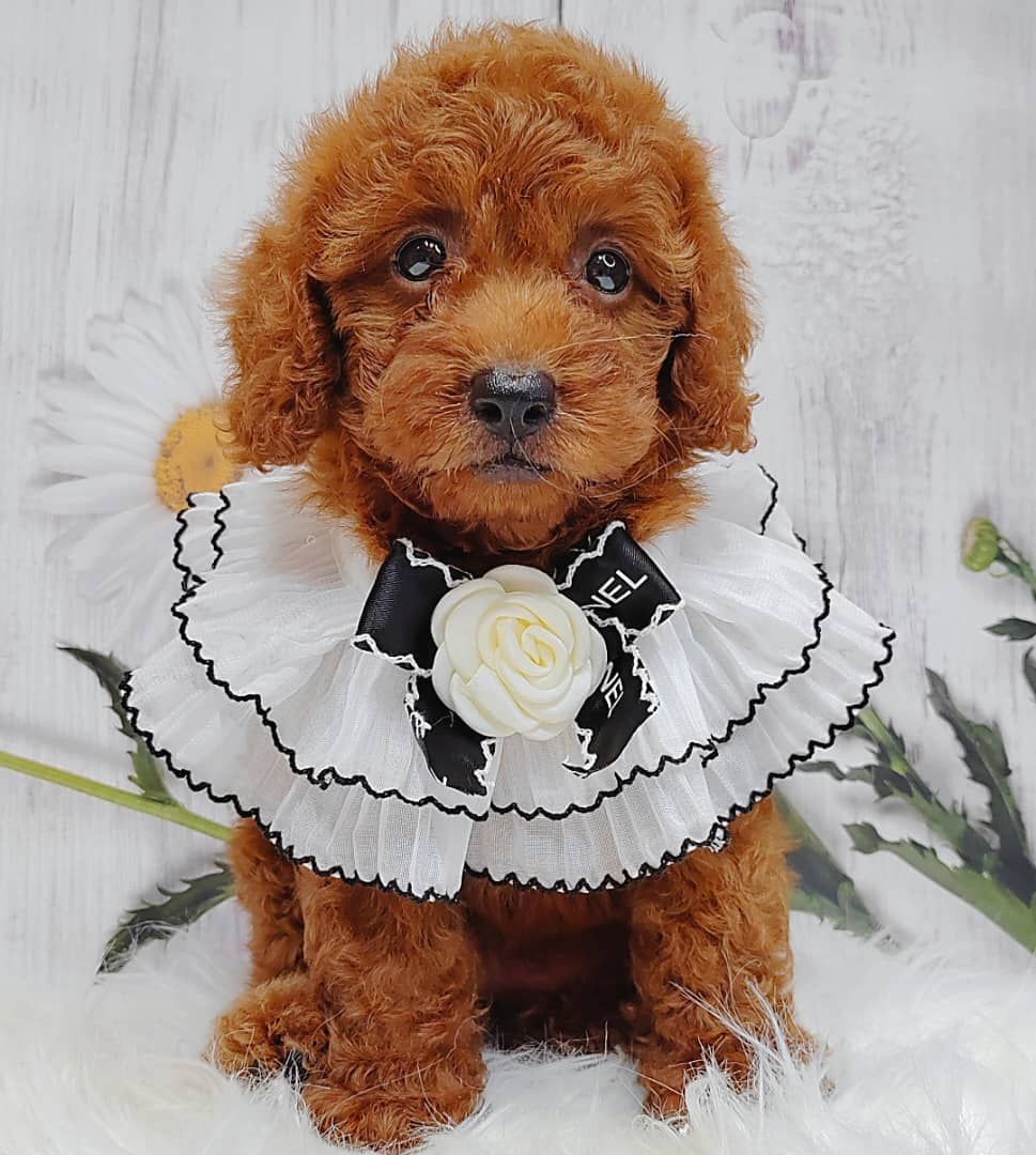Poodle 璐靛娉拌开