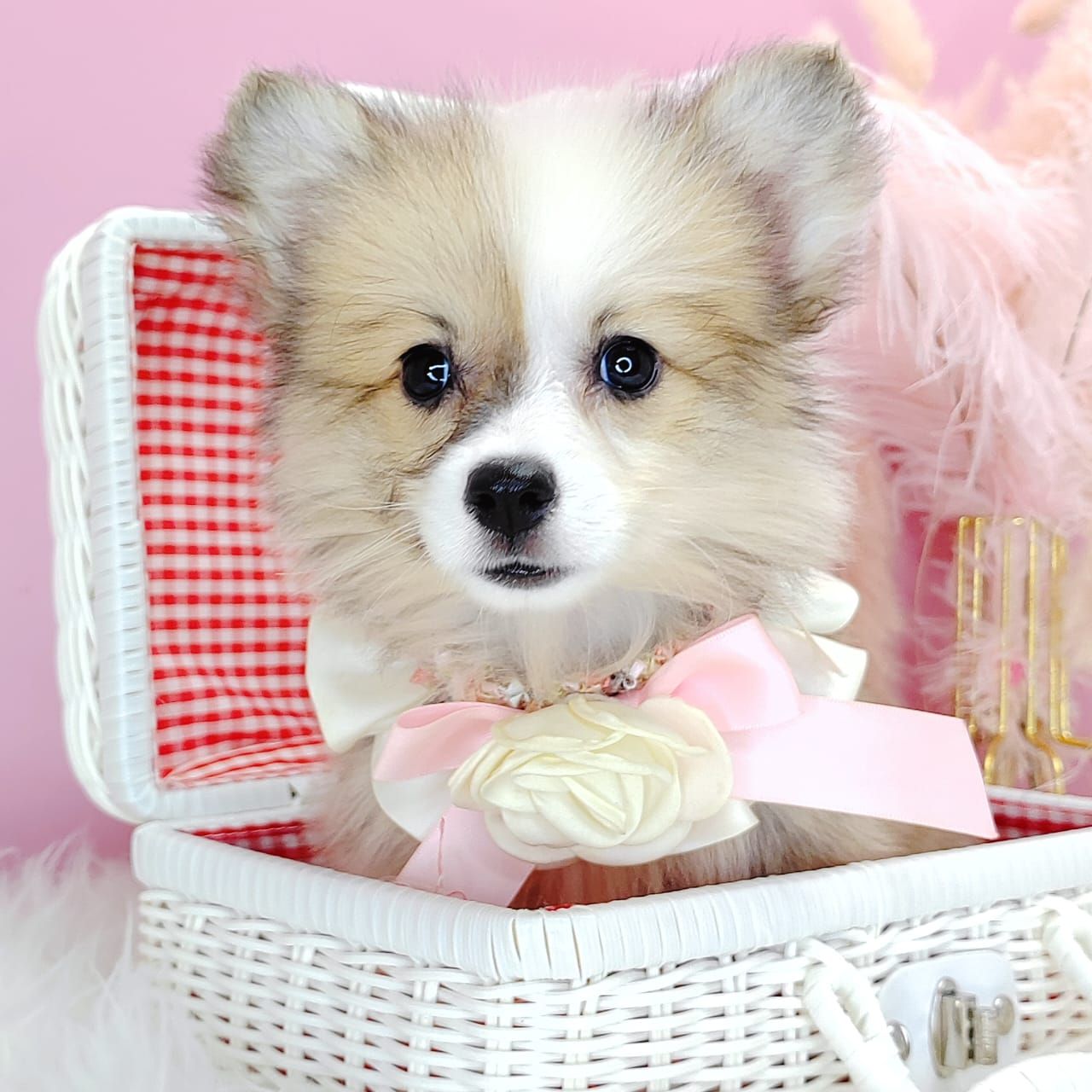 Welsh Corgi 柯基