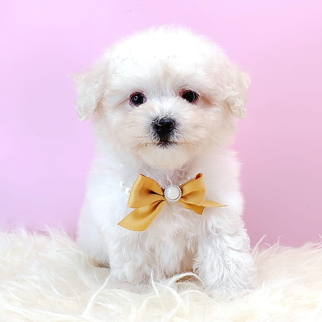 Poodle 娉拌开璐靛