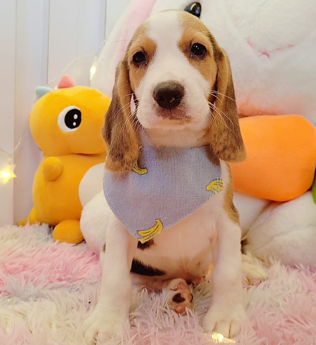 Beagle 米格鲁
