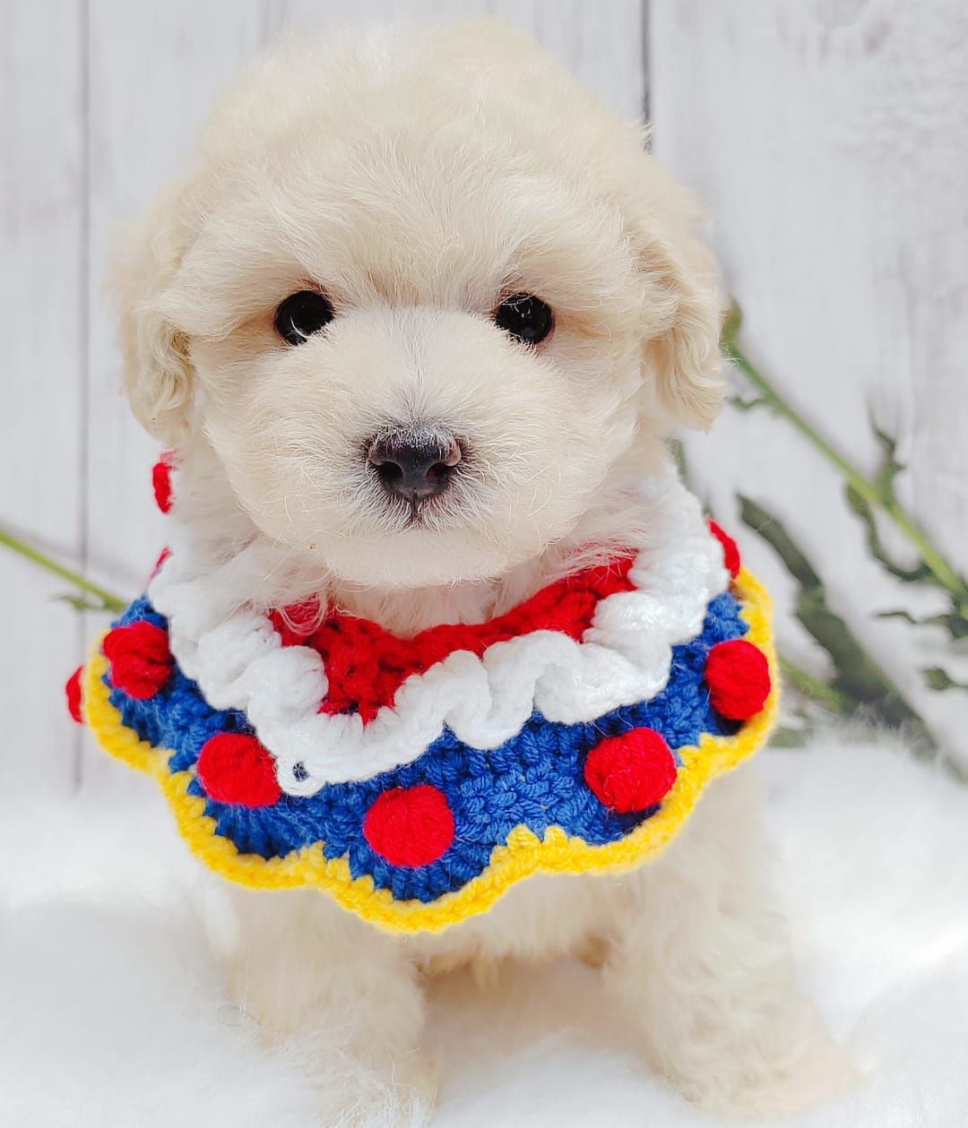 Maltipoo 马尔泰迪