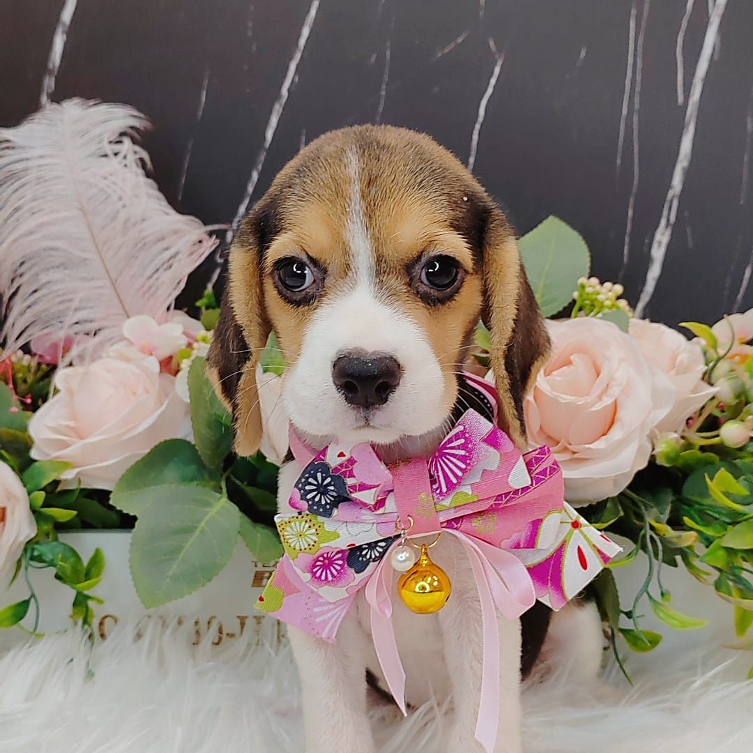  Beagle 米格鲁