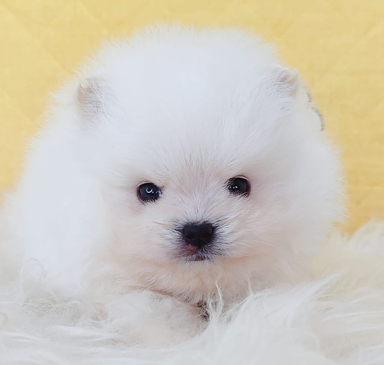 Pomeranian 博美