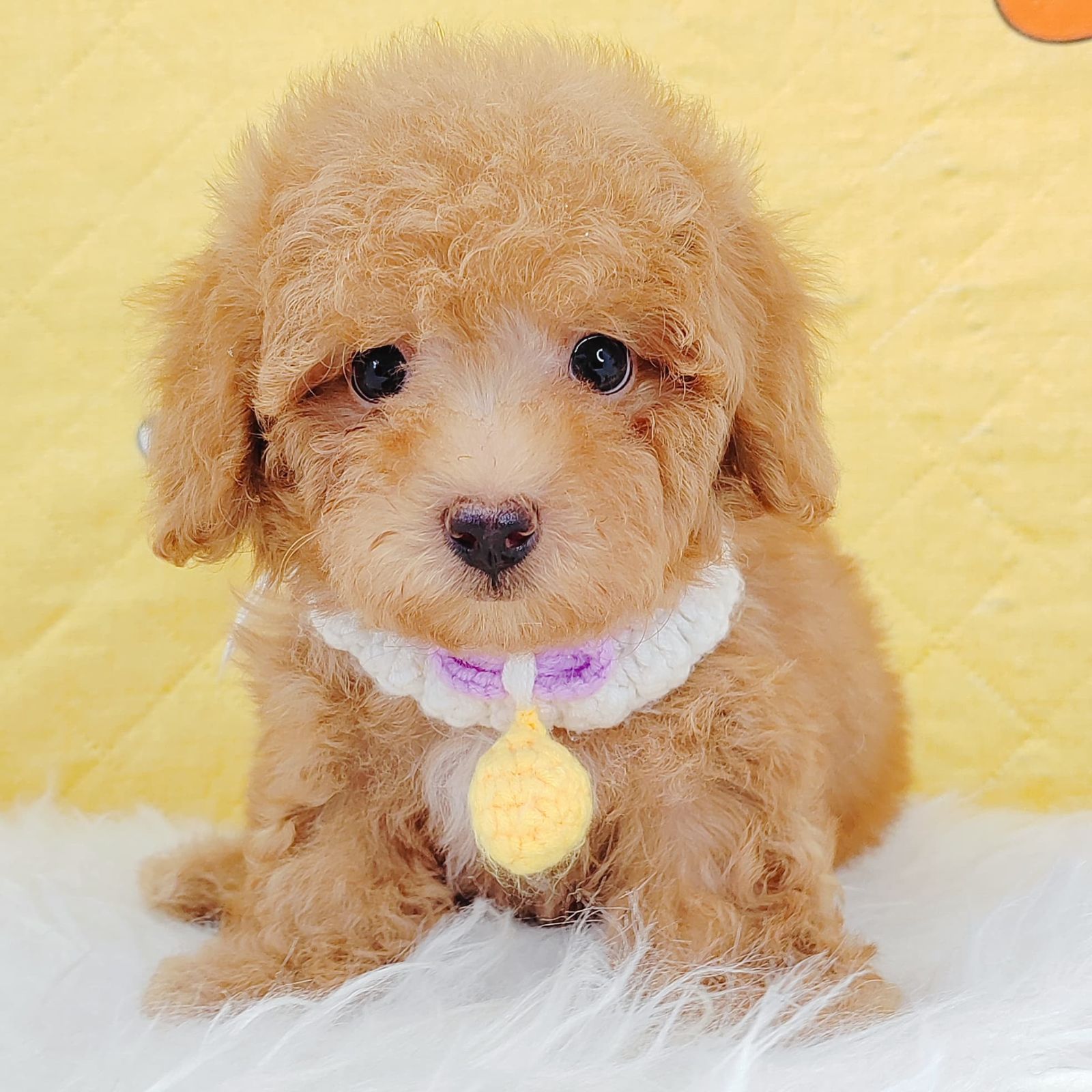 Poodle 璐靛娉拌开