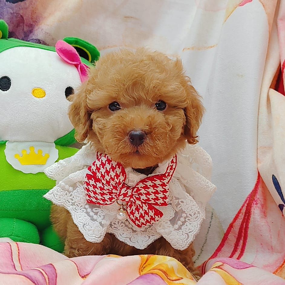 Poodle 娉拌开璐靛