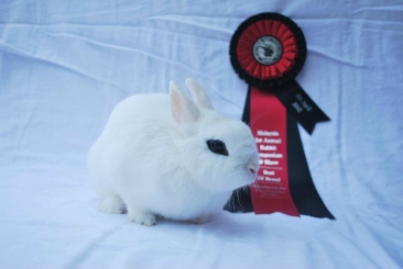 Achievement in Malaysia 1st Annual Rabbit Symposium & Show Apr