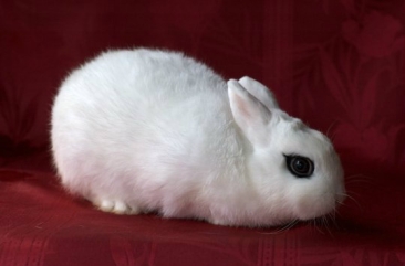 Dwarf Hotot 