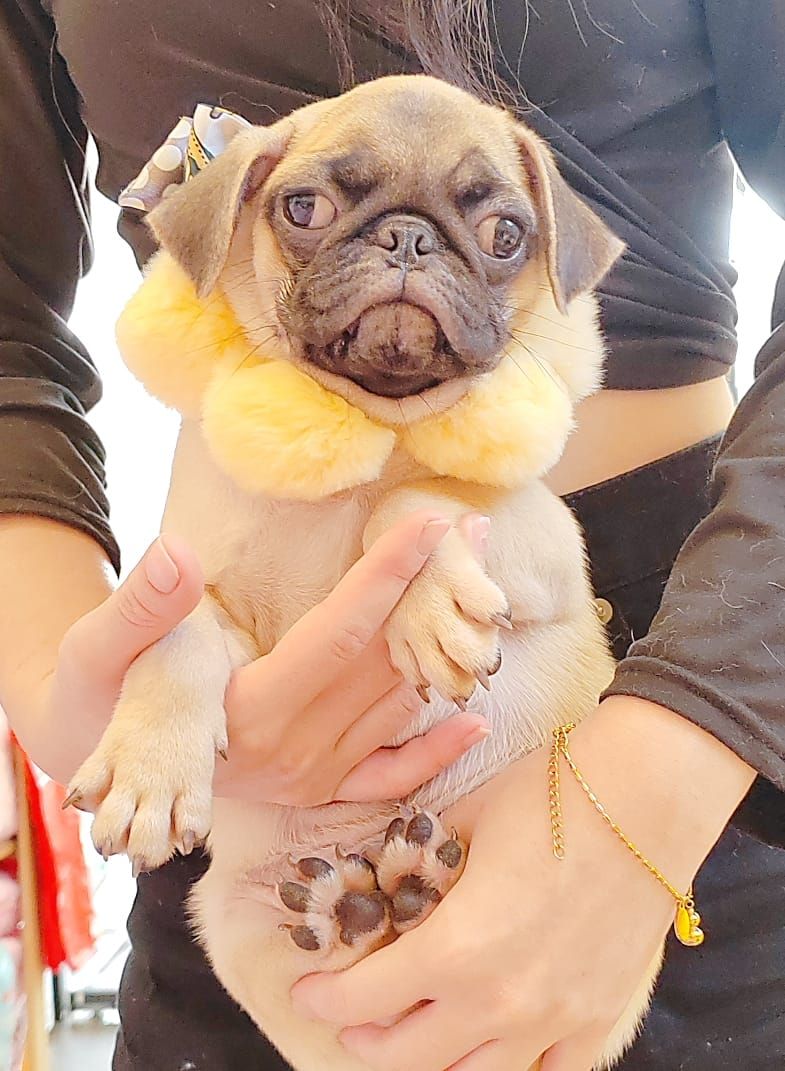 Pug 巴哥