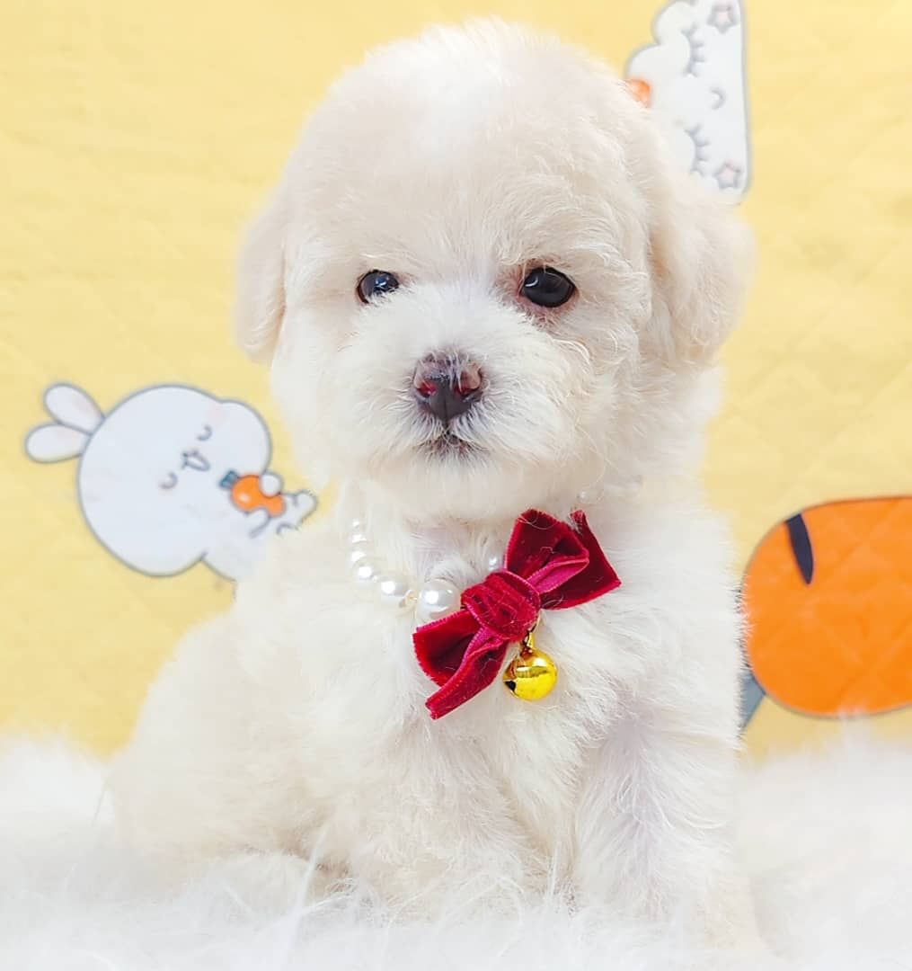 Maltipoo 马尔泰迪