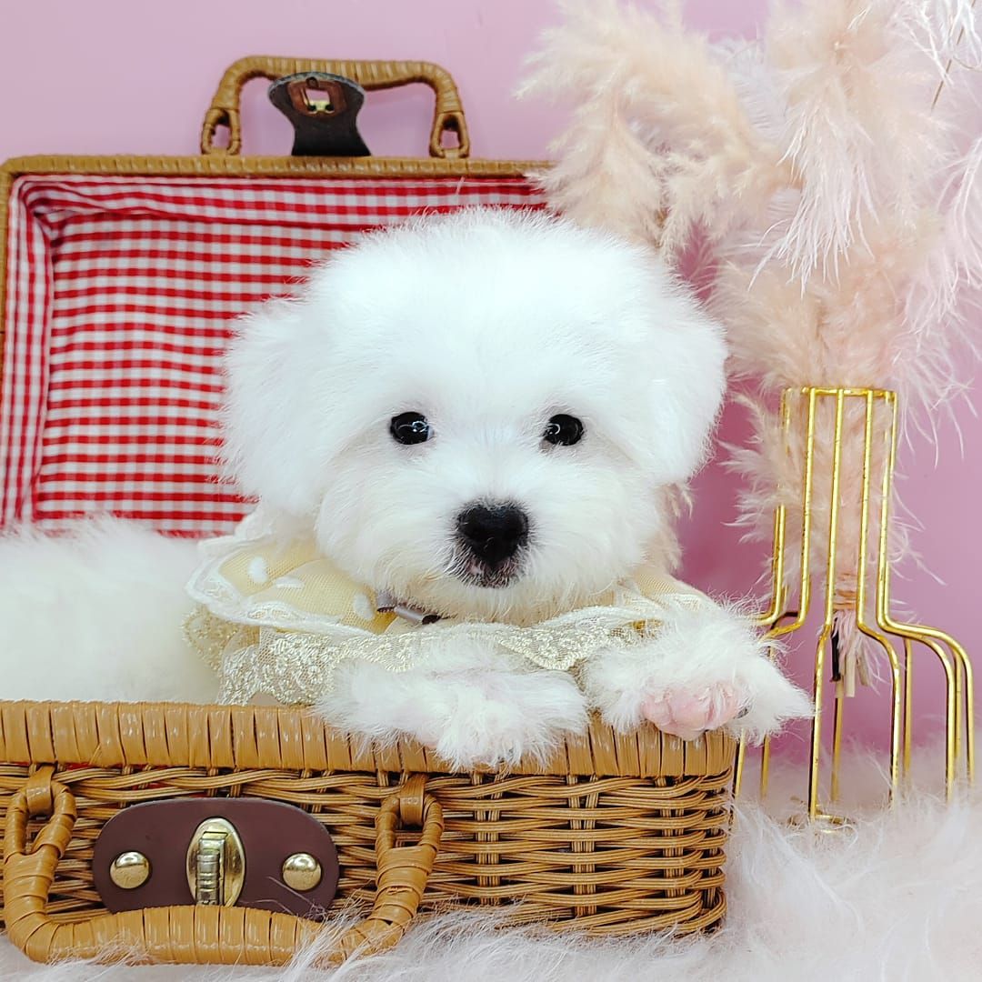 Maltipoo 马尔泰迪