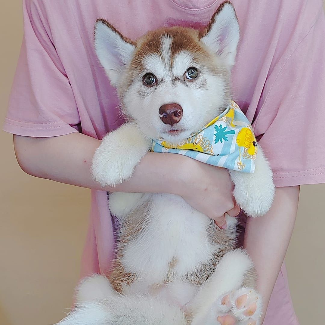 Wooly Husky 哈士奇