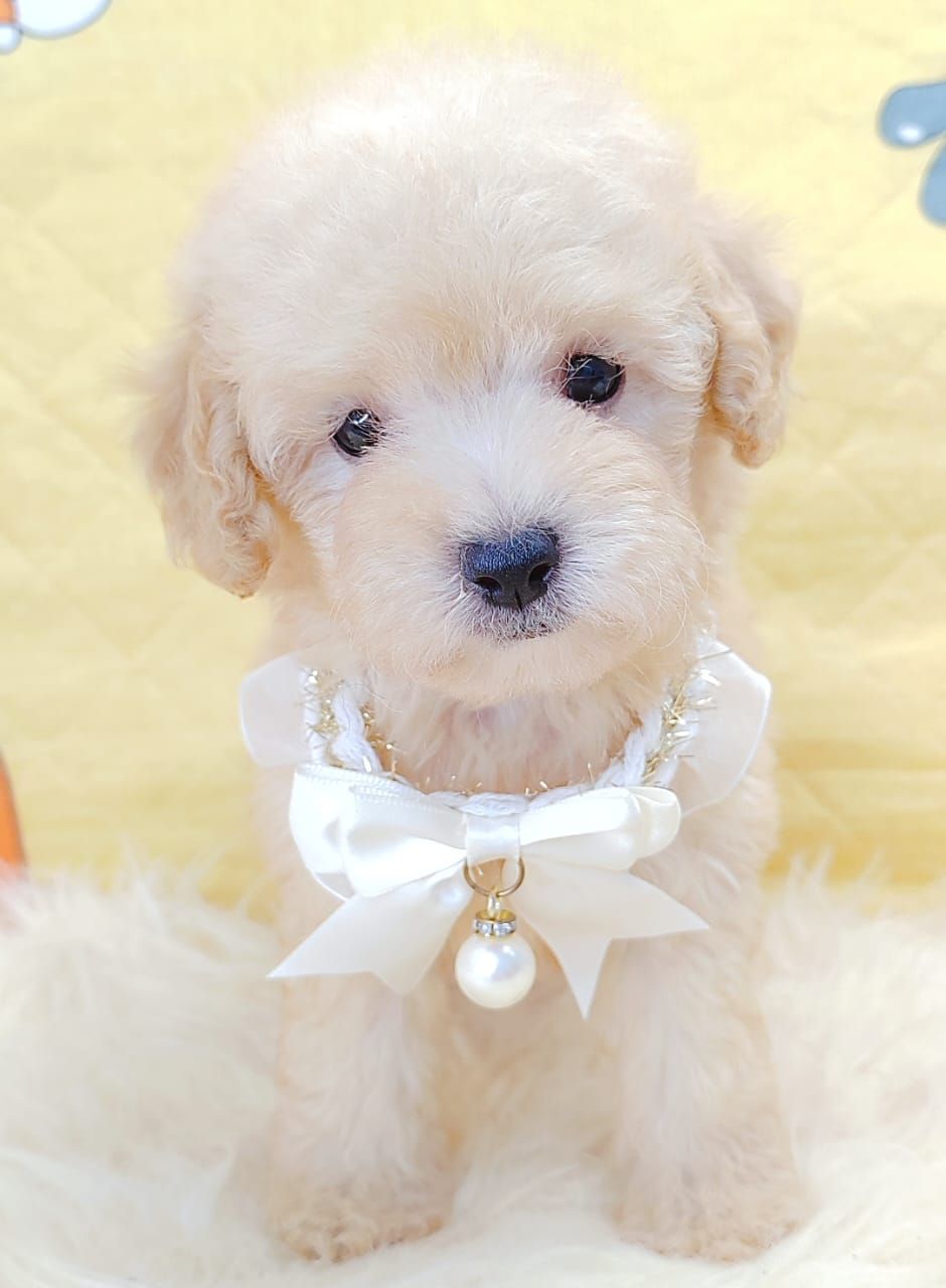 Poodle 娉拌开璐靛