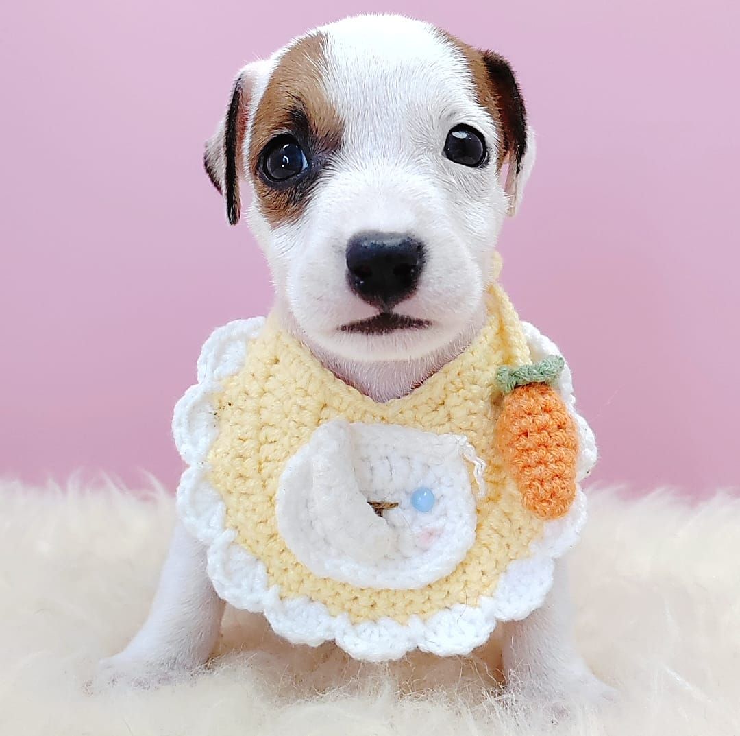 Jack Russell Terrier 杰克罗素梗