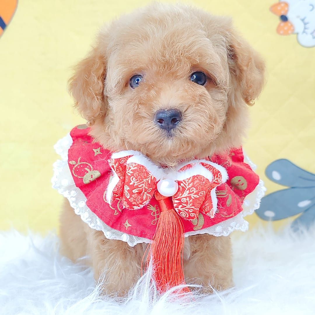 Maltipoo 马尔泰迪